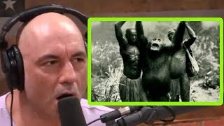 They Call These Chimps Lion Killers | Joe Rogan and Forrest Galante
