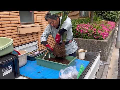 【2鉢目から20％OFF】作業動画あり◎  五つ星評価を多数頂きました！
