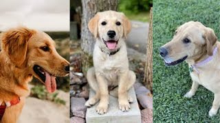 Goldador | Funny and Cute dog video compilation in 2022 by Dog Dog Dog 3,022 views 1 year ago 5 minutes, 48 seconds