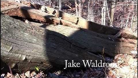 AMERICAN CHESTNUT BLIGHT -  Greatest forest loss in history