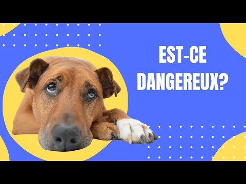 Vidéo: Les chiens peuvent-ils devenir déprimés?