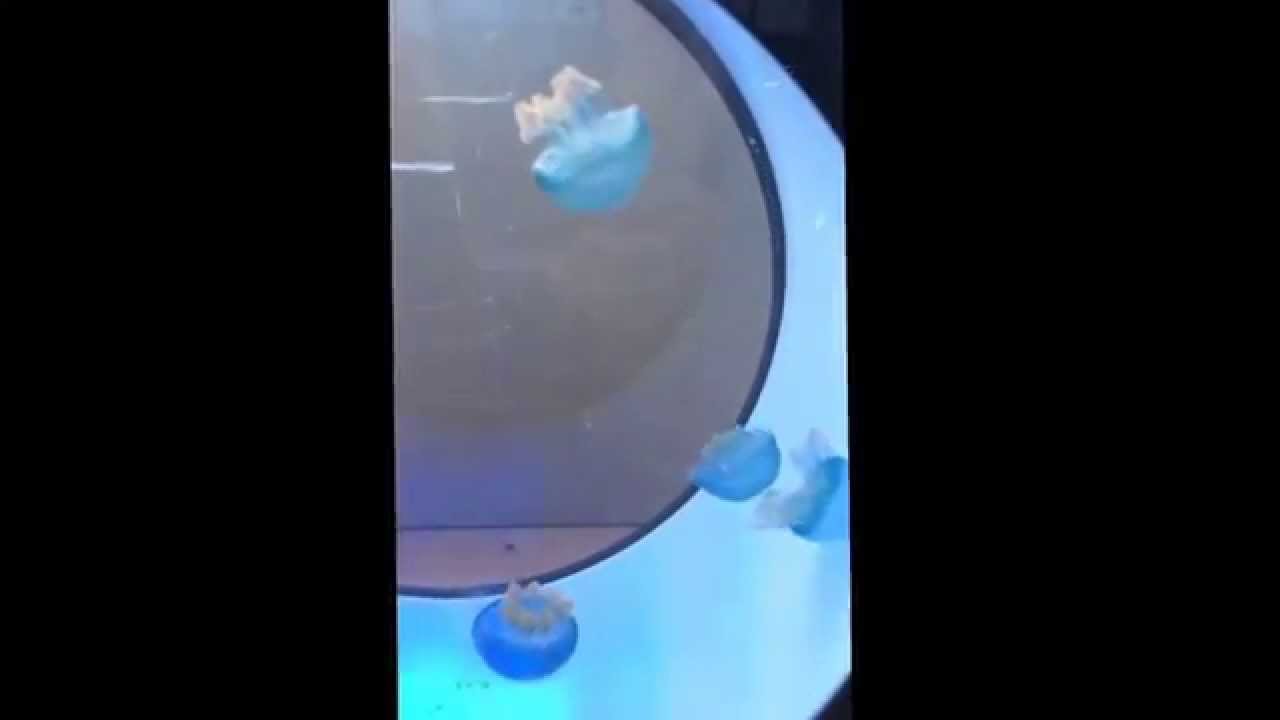 Cubic Orbit 20 with Blue Blubber Jellyfish.....now available from Planet Ocean.