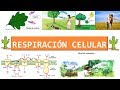 Respiración celular fácil de aprender (teoría y preguntas resueltas)