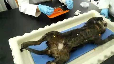 Letting the Cat Out of the Bag - Anatomy Dissection Pt.3