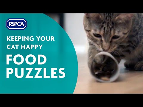 Food Puzzles for Cats