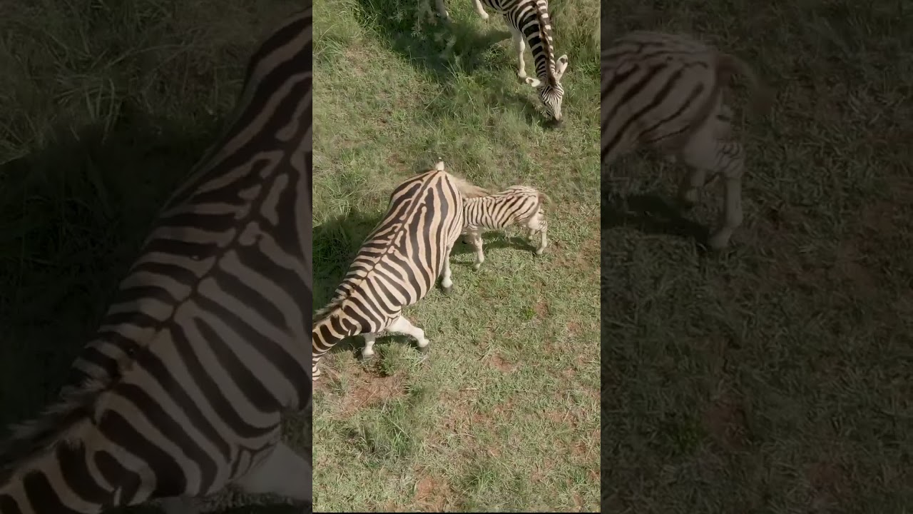Zebraville Adventure: A Family of Zebras Roaming the Fields
