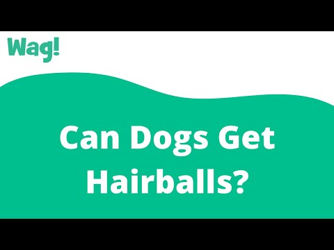 Video: Psi mají Hairballs?