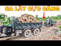 cụ già lái công nông chở cát chạy cực sung | máy xúc múc cát lên ô tô | excavator