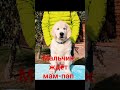 #щенок #домсемья #золотистыйретривер #голденретривер