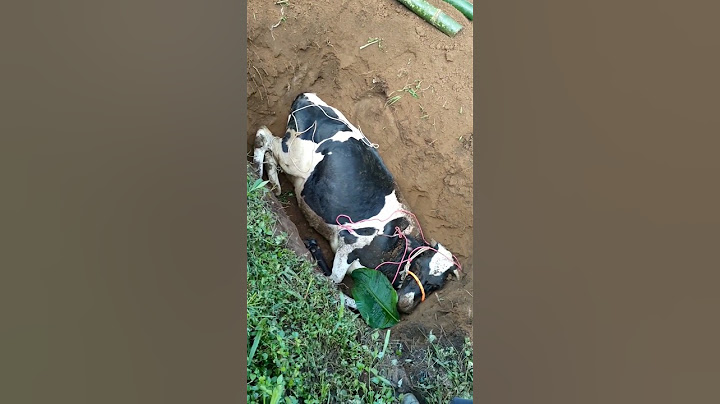 Sapi dikubur | Akibat terdampak Virus PMK | Penyakit Mulut dan Kuku