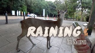 Raining in Nara | Japan Vlog pt.4