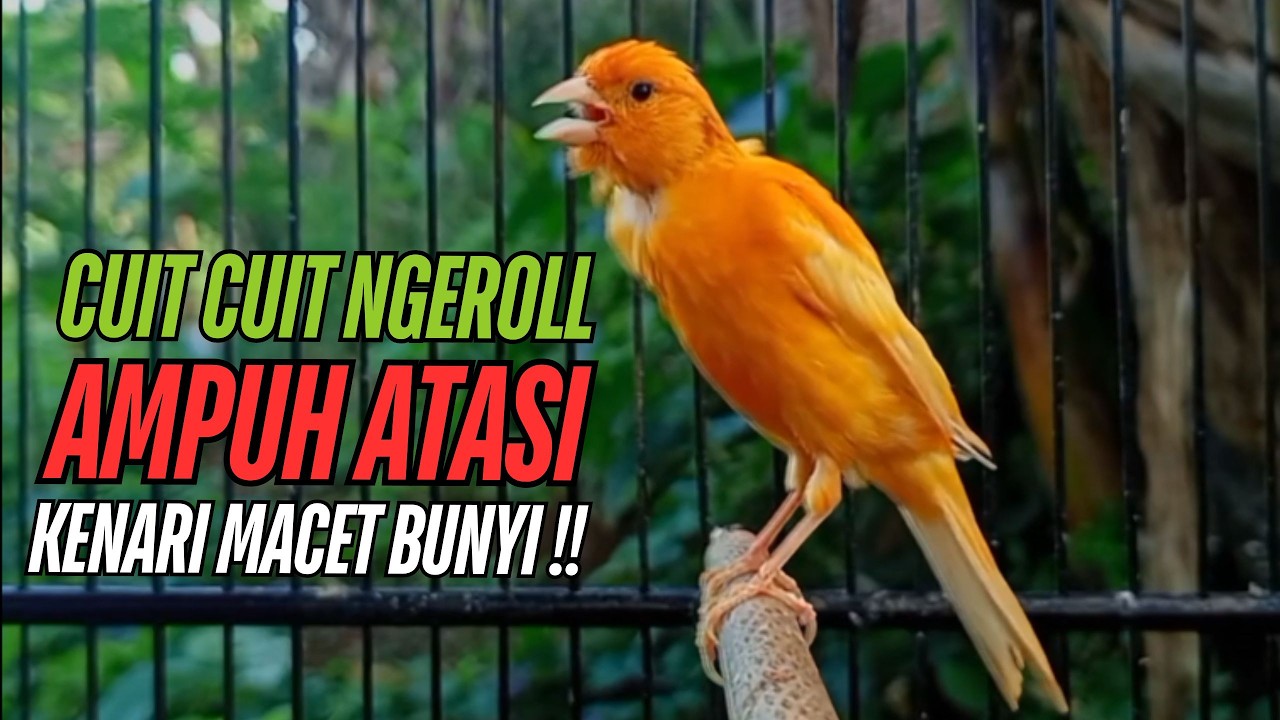 SUARA Kenari GACOR PANJANG Pancingan & masteran Kenari Paud AGAR gacor AMPUH Kenari MACET bunyii