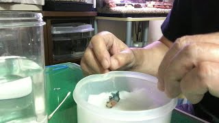 ベタを助けたい 過抱卵 腹水病 卵詰まり Youtube ベタを助けたい 過抱卵 腹水病 卵詰まり Youtube