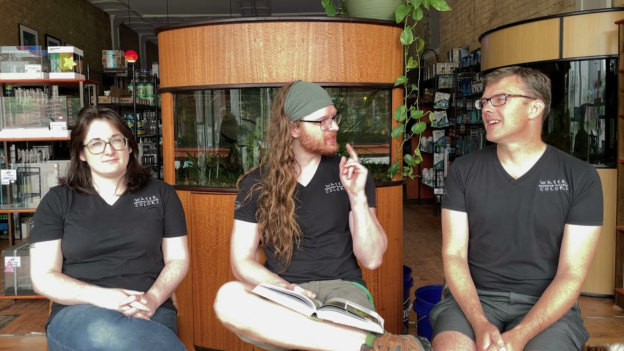 Plant Profile: Cryptocoryne usteriana