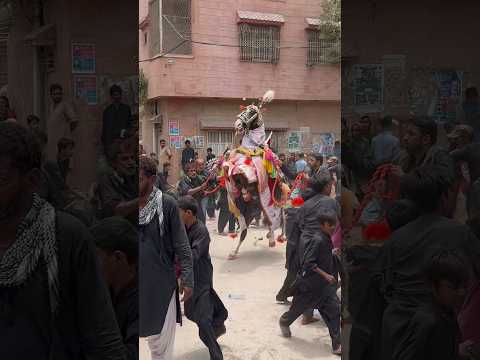 Zuljana Bor Badshah|The Loyal Horse of Imam Hussain 🐎💔 | زُليْجَنا — فرس الإمام الحسين الوفي