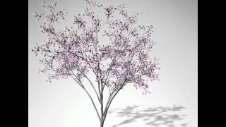 XfrogPlants Blossoming Judas Tree 3D model from CGTrader.com