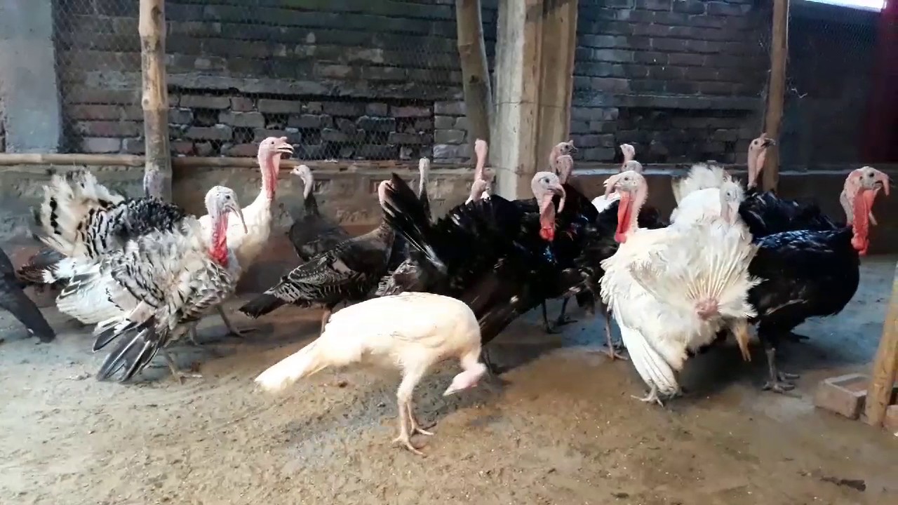 Turkey farm in Bangladesh / BD Village Life YouTube