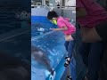 イルカと遊ぶ サッカーボールで遊ぶイルカたちが可愛すぎる!