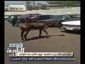 هنا العاصمة حمار فى جراج مطار القاهرة لليوم الثانى على التوالى 