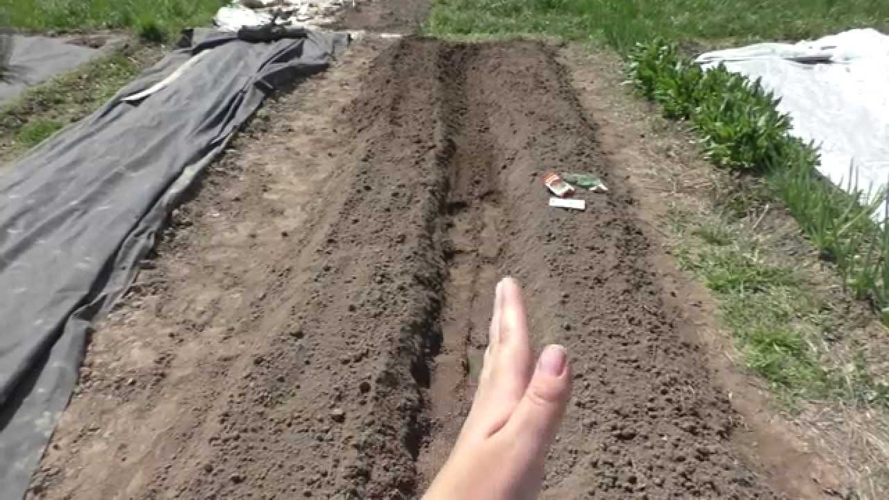 Как делать грядки для лука Как делать грядки для лука