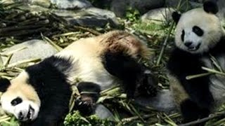 Ten people arrested in China for killing wild panda