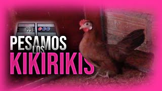 KIKIRIKIS | Pesamos los Kikirikis | KIKIRIKIS PERU