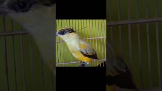 Download Lagu jeritan kepodang lokal#kepodang #kepodanggacor #kepodangemas #shorts MP3