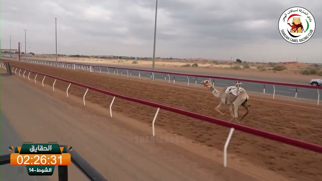 ميــدان الذيد - ش 0 الحقايق 17/01/2026 الفارس لـ ناصر علي سعيد القابض الطنيجي.  التوقيت: 