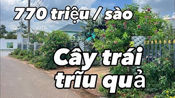 Vườn sầu riêng - chôm chôm - măng cụt trĩu quả gần nhiều nhà vườn biệt thự đẹp ở Châu Đức BRVT