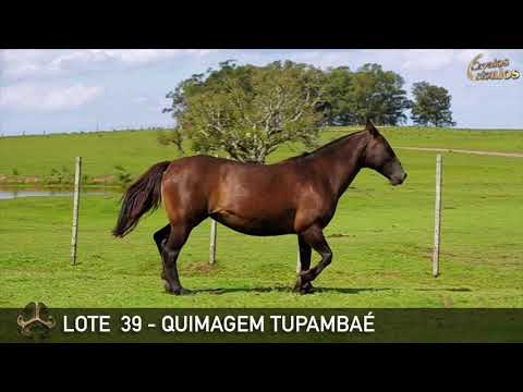 LOTE 39   QUIMAGEM TUPAMBAÉ