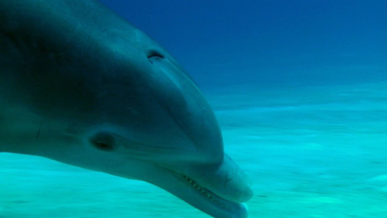 Update The advanced hunting strategy of a dolphin - The Wonder of Animals: Episode 9 - BBC Four