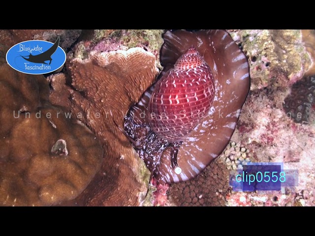 0558_Sea Shell crawling over coral reef. HD Underwater Royalty Free Stock Footage.