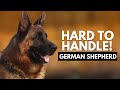 8 reasons most people cant handle a german shepherd dog