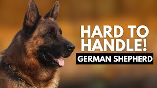 8 Reasons Most People Can't Handle a German Shepherd Dog