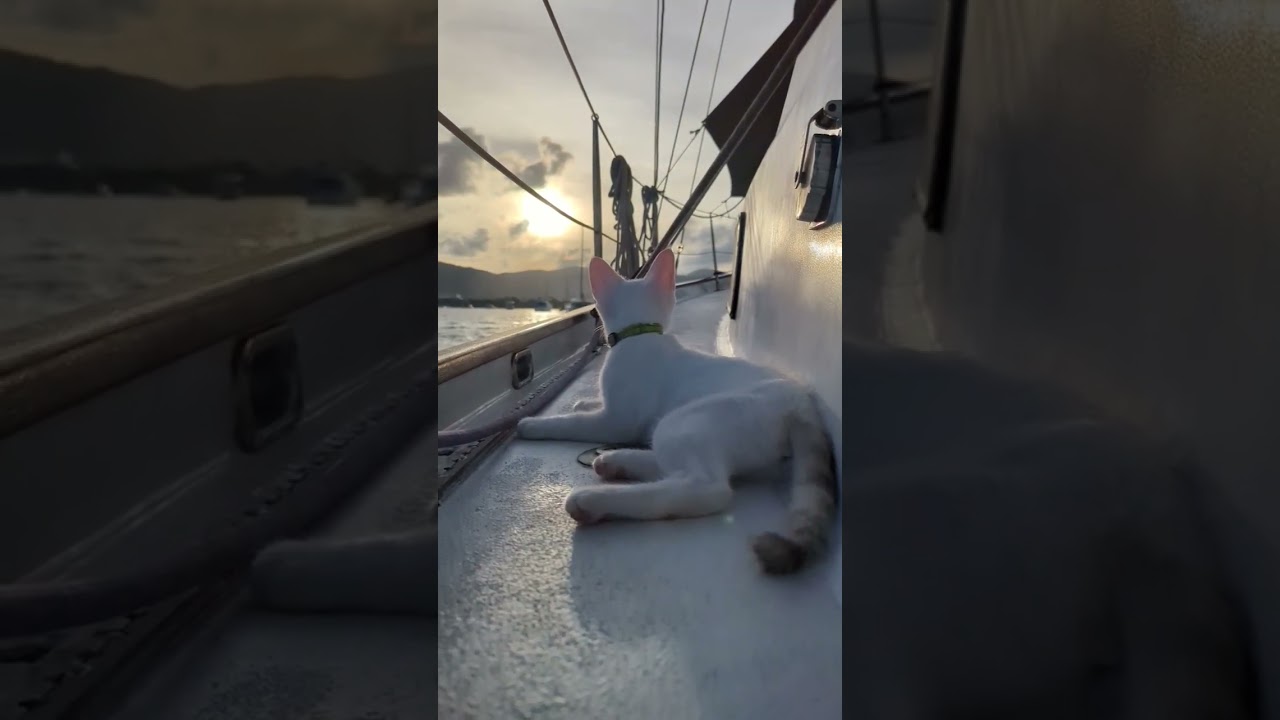 Mazu the sailing cat. Exploring the world #cat #animals #kitten #sailing #sunset #reels #video