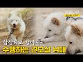 [동물극장 유튜브 오리지널] 스님 곁을 지키는 견보살 남매🐶 합장하고🙏 절하고🙇 오늘도 수행 중입니다~ | 동물극장 단짝 EP62 | KBS 230520 방송