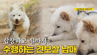 [동물극장 유튜브 오리지널] 스님 곁을 지키는 견보살 남매🐶 합장하고🙏 절하고🙇 오늘도 수행 중입니다~ | 동물극장 단짝 EP62 | KBS 230520 방송