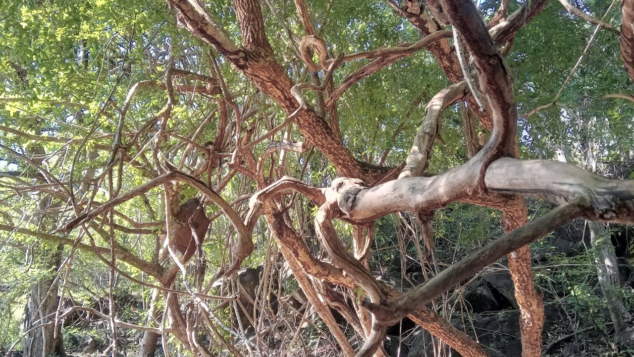La Presa De Los Hornos Michoacan YouTube la-presa-de-los-hornos-michoacan-youtube