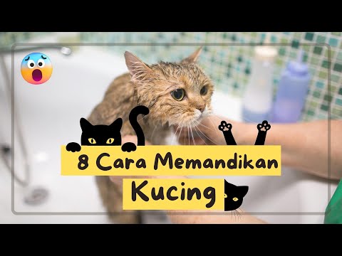 Cara Memandikan Kucing