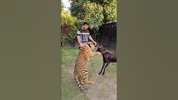 Goat Vs Tiger | Goat have no Fear from Tiger | Nouman Hassan |