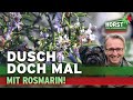 Rosmarin-Schnitt, Rosenkrankheiten, Euphorbien-Schnitt | Horst sein Schrebergarten