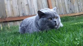 Cat Maxi Relaxing in the Backyard