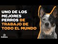 9 COSAS QUE DEBES SABER SOBRE EL PASTOR GANADERO AUSTRALIANO (BLUE y RED HEELER)