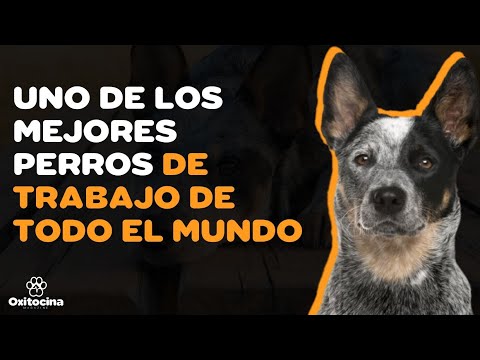 Video: Información sobre Blue Heeler Puppies