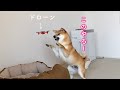 初めて見るドローンにも勇敢に立ち向かう柴犬が可愛い