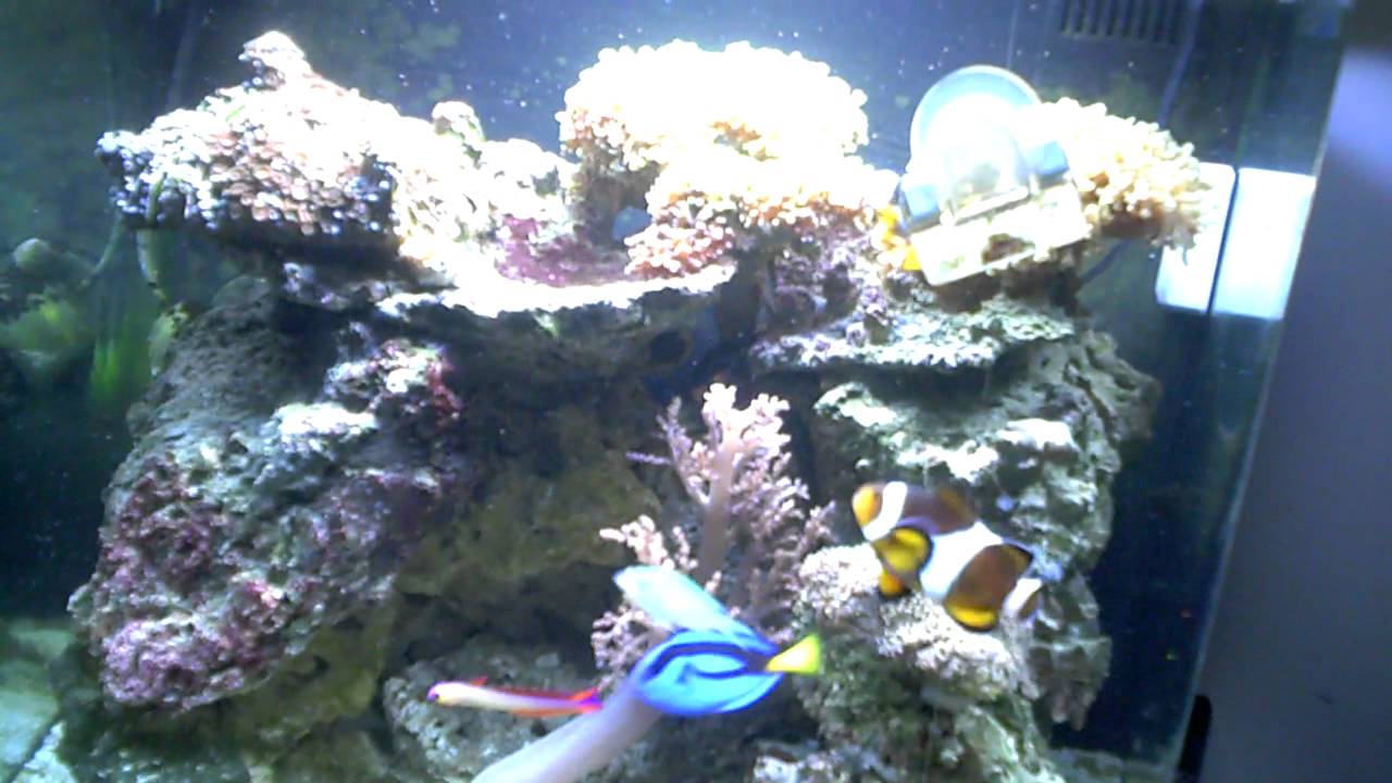 camera iphone 8 plus apk Feeding time for my saltwater fishes