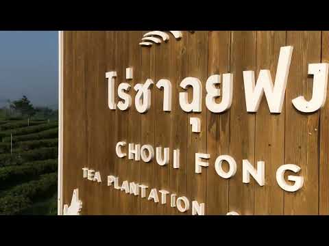 Episode 27: ចំការ​តែឈុយហ្វុង| Choui Fong Tea Plantation| ไร่ชาฉุยฟง