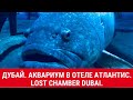 Дубай|Аквариум в отеле Атлантис|Lost Chamber Atlantis