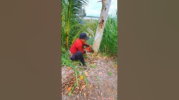 Cưa Bật Gốc Cây Bạch Đàn Vua Vượn Tháp 10 Tập 9