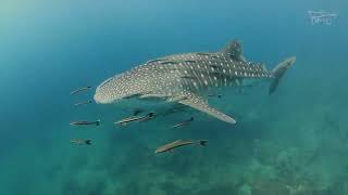 Ultimate 3S The Diver's Boat  at Koh-Tao Island in Thailand !!